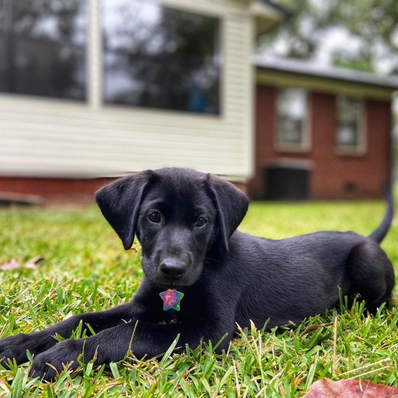 BONNIE