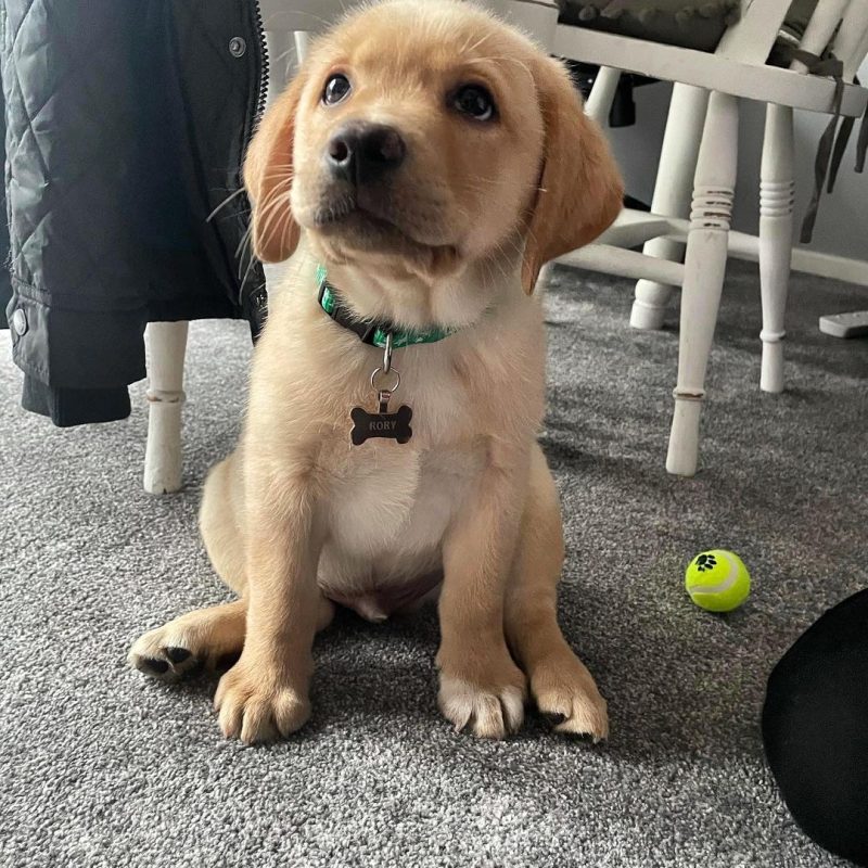 RORY -M